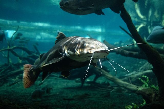 'Boos and Bottom Feeders: A Nighttime Catfish Clinic' kicks off at Rio Vista Community Park, blending education with spooky fun.